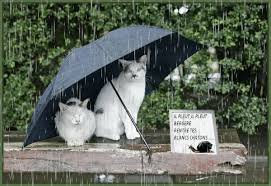 RÃ©sultat de recherche d'images pour "gif anime bon WE sous la pluie"