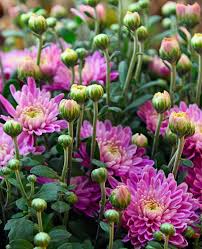 Check spelling or type a new query. Chrysanthemum Planting Growing And Caring For Chrysanthemum