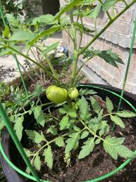 More mini garden porn.