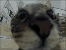 Check spelling or type a new query. Cat Camera Gifs Tenor