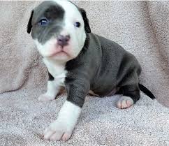 I live in virginia, virginia beach, full bred razor's edge blue nose pitbull puppies for sale, from the day i uploaded this video. American Pit Bull Terrier Puppies For Sale Framingham Circle Pflugerville Tx 216369