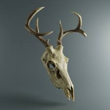 Pin On Bones