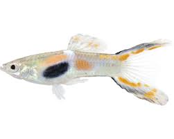 Unlike the common guppy, endler guppy fish aren't as readily available in pet. Fisch Guppy Endler Mannchen Poecilia Reticulata Bei Hornbach Kaufen