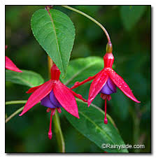 Migrant hummingbirds arrive with the flowering of our red current (ribes sanguineum) in march, another cherished source of nectar. Nectar Plants For The Northwest Hummingbird Rainyside Com