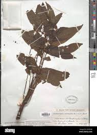 Image result for Antrocaryon