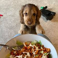 Meet Winnie The Cocker Spaniel With Puppy Eyes Becomes An Internet Sensation Cocker Spaniel Puppies Cocker Spaniel Spaniel