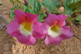 Image result for Harpagophytum zeyheri