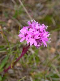 Image result for Silene abyssinica