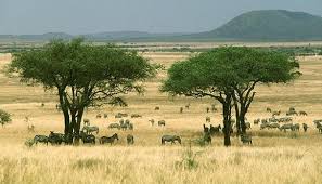 Maybe you would like to learn more about one of these? Costa Do Marfim Paraiso Selvagem Do Continente Africano