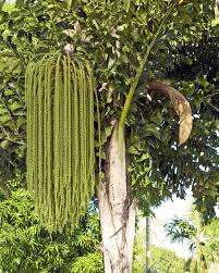 Image result for Caryota urens