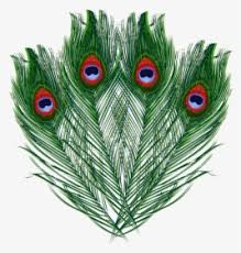 peacock feather png images free transparent peacock feather download kindpng peacock feather png images free