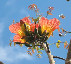 Image result for Abutilon englerianum