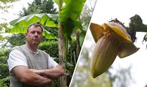 How to care for a banana plant site selection. A 15ft Tall Banana Tree Gave Birth To Fruit In A Nottinghamshire Garden After Ten Years Uk News Express Co Uk