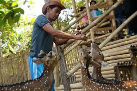 Berikut daftarnya tempat wisata alam, keluarga, sejarah & religi yang lagi hits wajib di kunjungi saat berada di karanganyar. Yuk Ajak Keluarga Bermain Dengan Rusa Di Kawung 3 Bojong Rangkas
