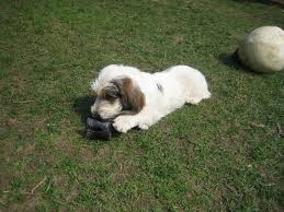 Image result for malý vendéeský hrubosrstý honič