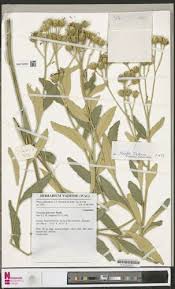 Image result for Vernonia guineensis