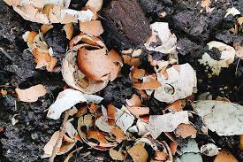 Some claim that you can plant the eggshell right into the garden and since the shell is organic it will decompose. How To Use Eggshells In The Garden Gardener S Path
