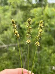 Image result for Carex cognata