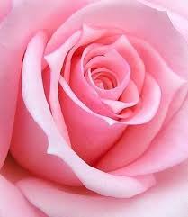 Pin By Sharon Eide On Shades Of Pink Beautiful Rose Flowers Pastel Flowers Rose Wallpaper