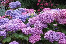 1,919 hydrangea cut flowers products are offered for sale by suppliers on alibaba.com, of which decorative flowers & wreaths accounts for 10%, fresh cut flowers accounts for 2%, and dried flowers accounts for 1%. Hydrangea Macrophylla Hamburg