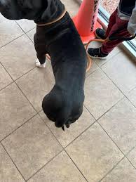 Marion County Ohio Dog...