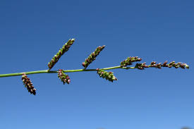 Image result for Echinochloa colona