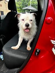 The otters MUST be up to something… 🧐 Timmi is