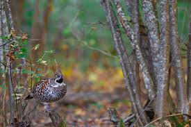 La quête de la gélinotte des bois