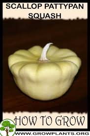 While the vines and leaves look much like any other squash plant, the fruits of patty pan squash look like flattened balls with scalloped edges. Pattypan Squash How To Grow Care