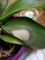 Maybe you would like to learn more about one of these? Please Help With Orchid Leaves Turning Black Roots Look Good See Link Orchids