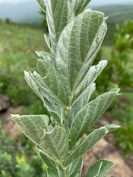 Image result for Rhynchosia galpinii