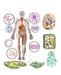 Maybe you would like to learn more about one of these? Https Www Exploringnature Org Graphics Biology Structures Function 6 8 Grade Pdf