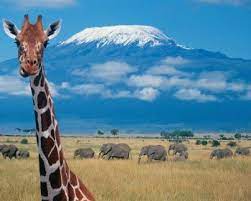 Главная > танзания > занзибар > лучшие сафари на занзибаре. Safari V Tanzanii V Gosti K Korolyu Lvu Opisanie Marshruta Pohoda Tanzaniya
