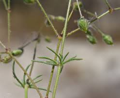 Image result for Spergula arvensis