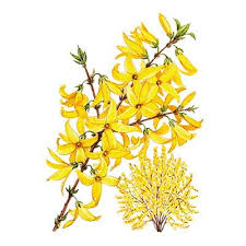 Forsythia Jpg 400 400 Four Leaf Clover Tattoo Clover Tattoos List Of Flowers