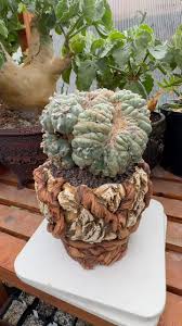 Image result for Kedrostis nana