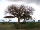 Image result for Commiphora fulvotomentosa