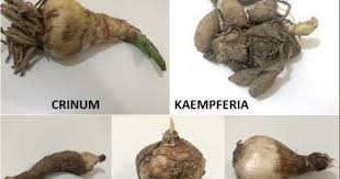 Flower Bulbs Identification Summer Bulb Flowers Lily Bulbs Flower Seedlings