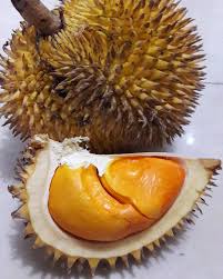 150.000,00 untuk durian yang memiliki. Serupa Tapi Tak Sama Ini Buah Asli Kalimantan Yang Mirip Durian