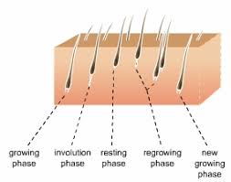 Hair grows everywhere on the human skin except on places like the palms of our hands the average adult head has about 100,000 to 150,000 hairs and loses up to 100 of them a day a large number of hairs enter the resting phase at the same time, causing hair shedding and. The Facts About Hair Loss