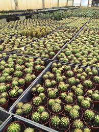 The beautiful blue cacti —pilosocereus | succulent city. Photo Of Florida Cactus Apopka Fl United States Plants Photo Cactus
