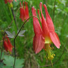 Aquilegia Canadensis Wikipedia