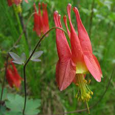 Maybe you would like to learn more about one of these? Aquilegia Canadensis Wikipedia