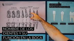 Nombre De Los Dientes Descubre Sus Nombres Numeros Y Su Funcion Youtube