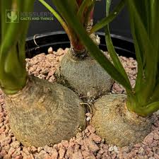 Image result for Beaucarnea recurvata