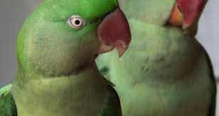 Bird Feather Types Anatomy Molting Growth And Color Petcoach