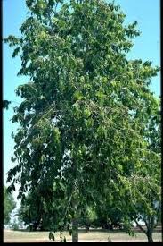 Image result for Maranthes floribunda