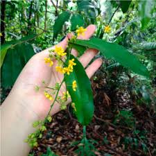 Image result for Campylospermum densiflorum