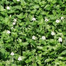 Image result for Tristellateia africana