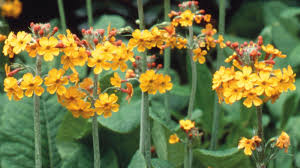 Image result for Primulaceae